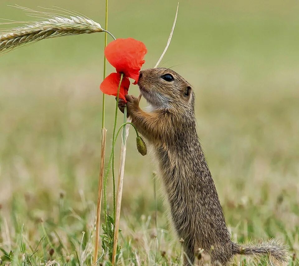 Птица суслик. Суслик Краснощекий (Spermophilus erythrogenys). Милые суслики. Суслик красивый. Милый суслик.