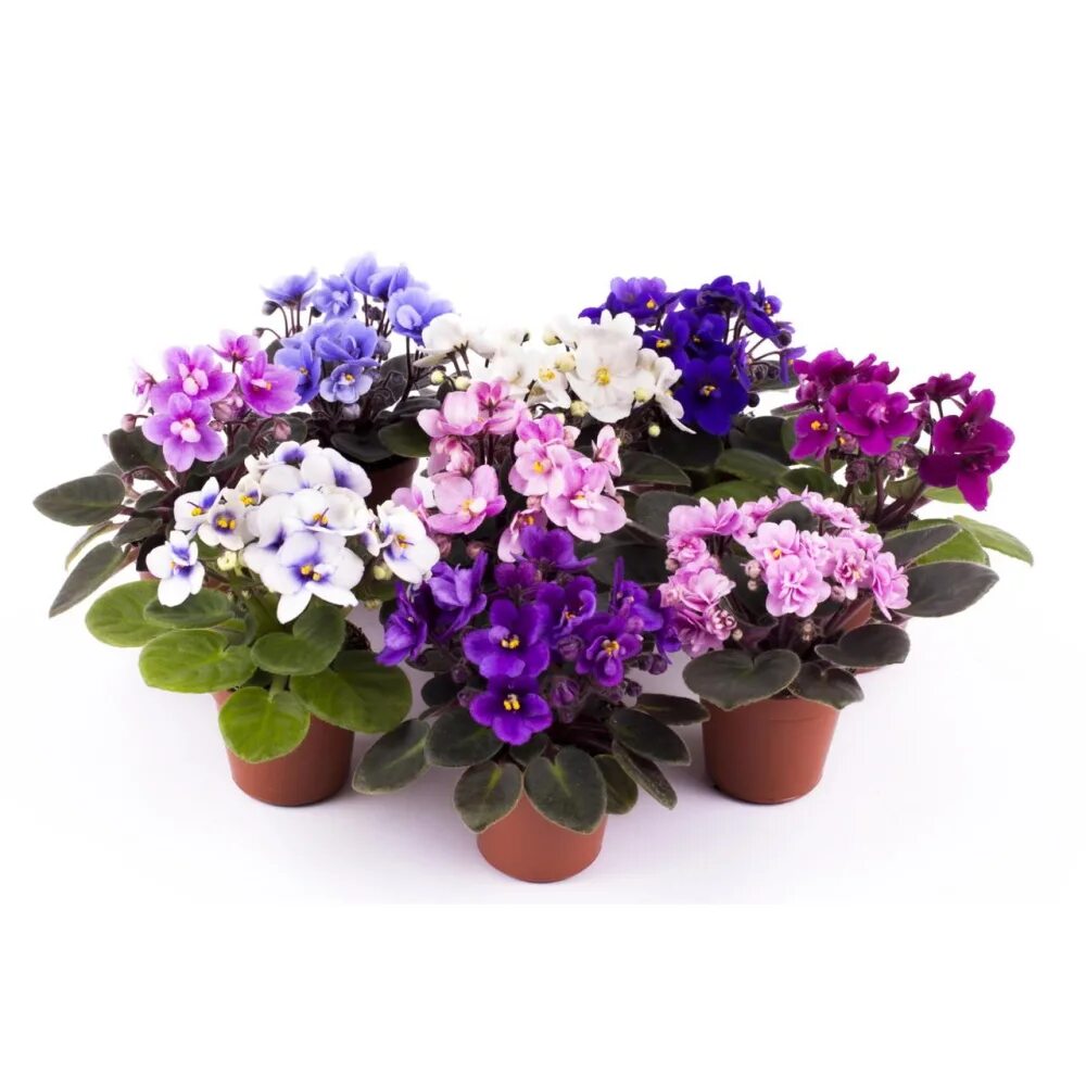 Фиалка микс d9 h15. Saintpaulia ionantha фиалка. Комнатные растения фиалка. Фиалка комнатная в горшке. Фиалка комнатная горшок.