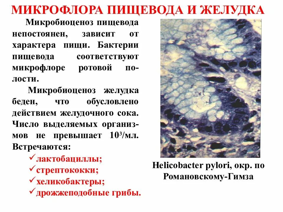 Микробиоценоз микроорганизмов. Нормальная микрофлора пищевода и желудка. микрофлора пищевода микробиология. микробиоценоз пищевода и желудка.