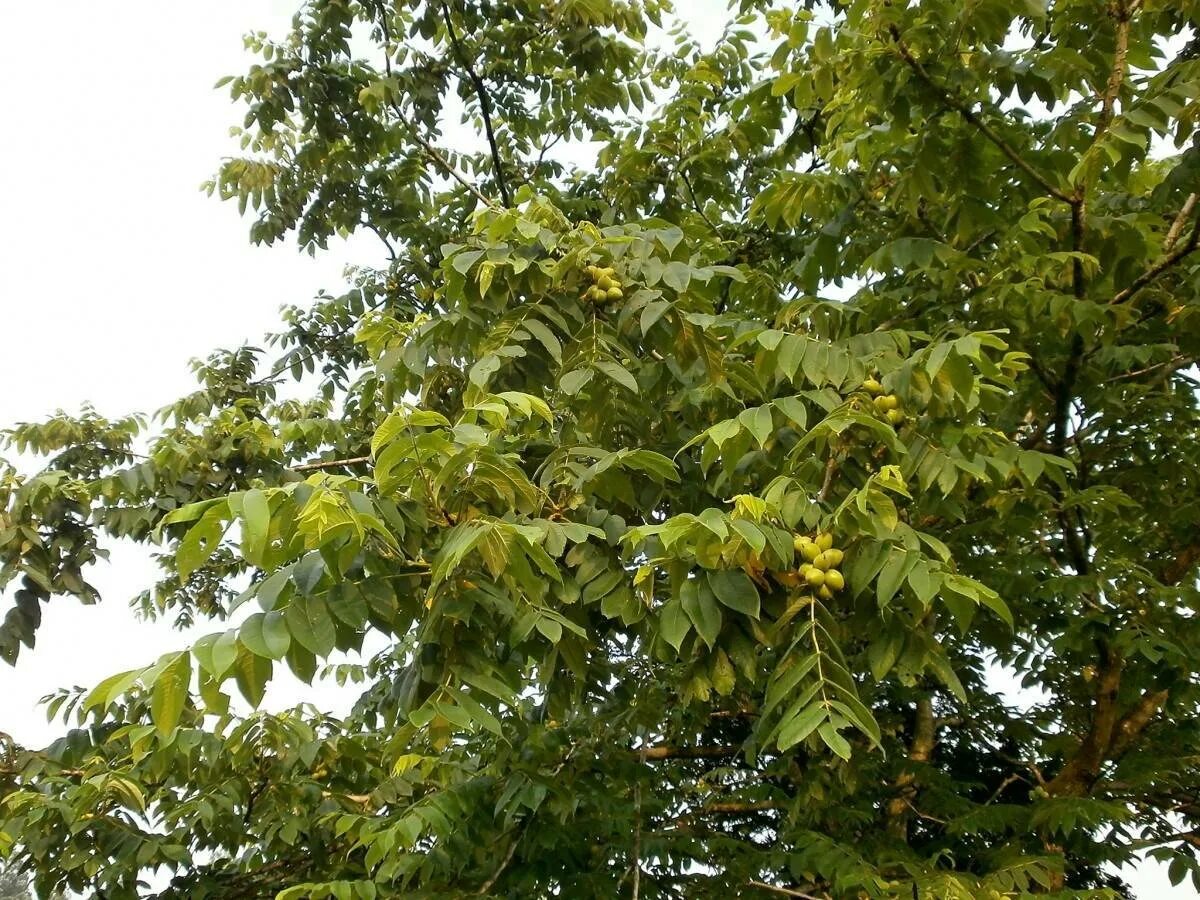 Сколько растет орех. Грецкий орех дерево. Орех грецкий (Juglans Regia). Орешник грецкий дерево. Грецкий орех дерево крона.