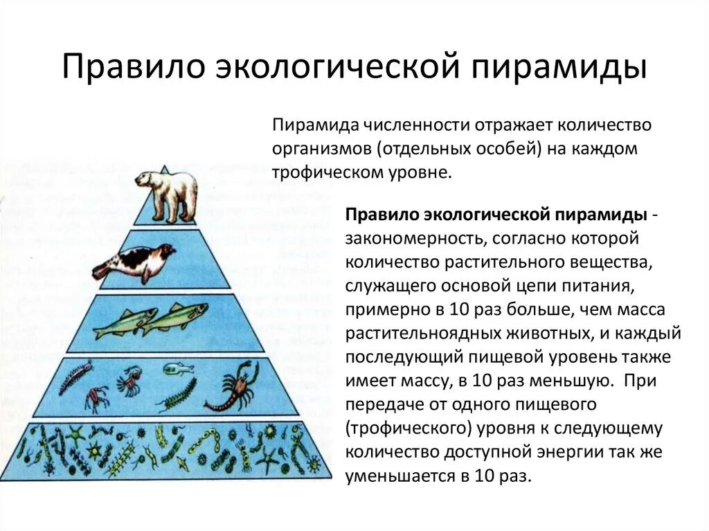 Трофическая цепь экологические пирамиды