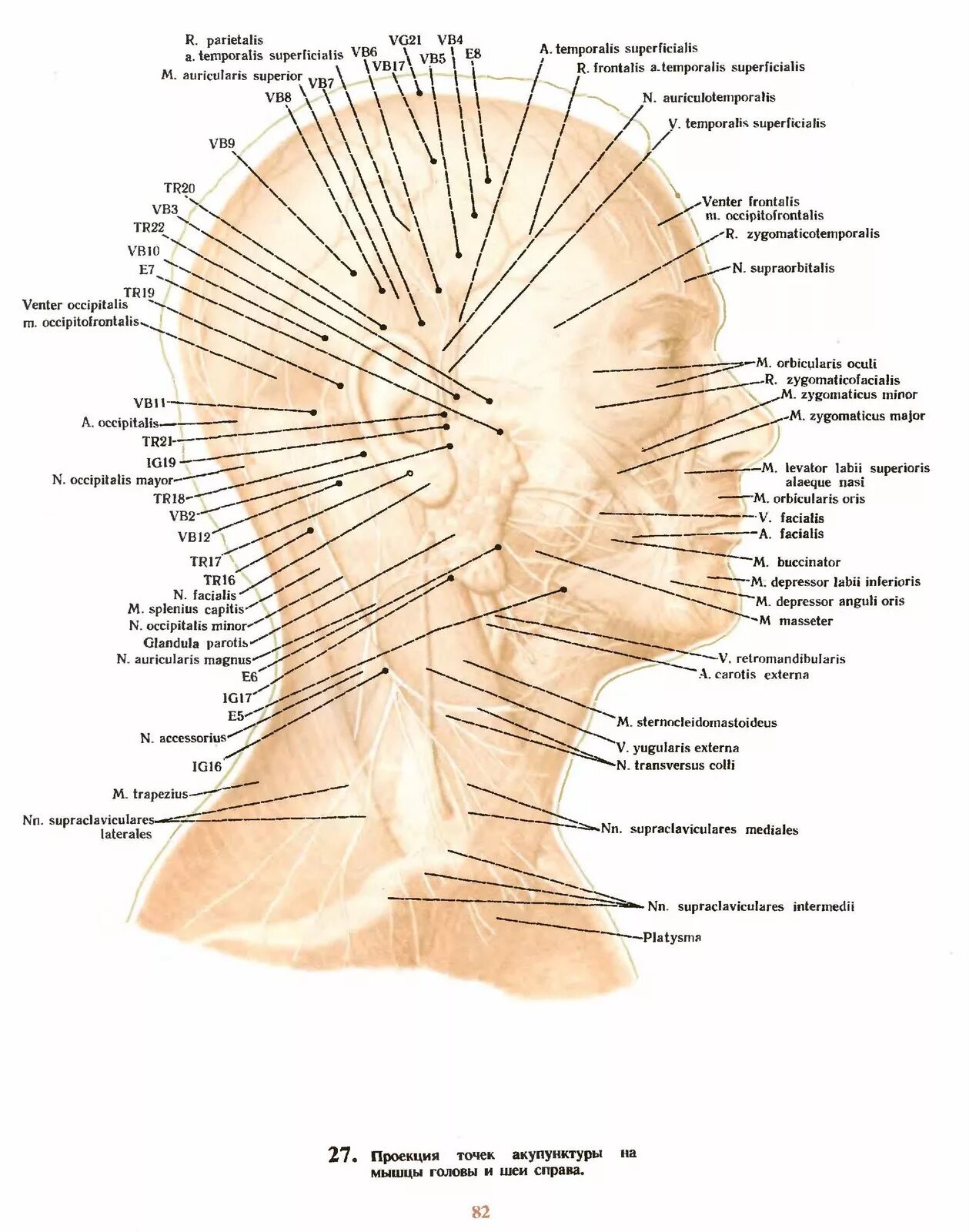 Акупунктурные точки на основании черепа. Атлас акупунктурных точек головы.