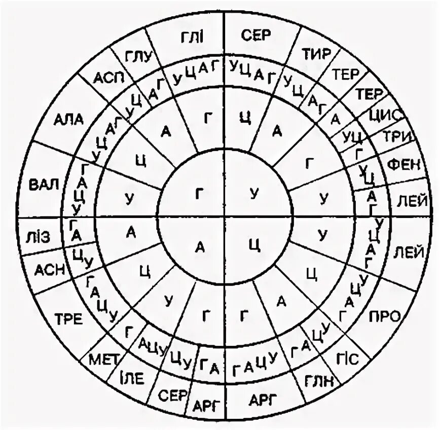 Генетический код круг. Генетический код таблица. Генетический код таблица круговая. Таблица генетического кода крудок. Лей про сер арг ала
