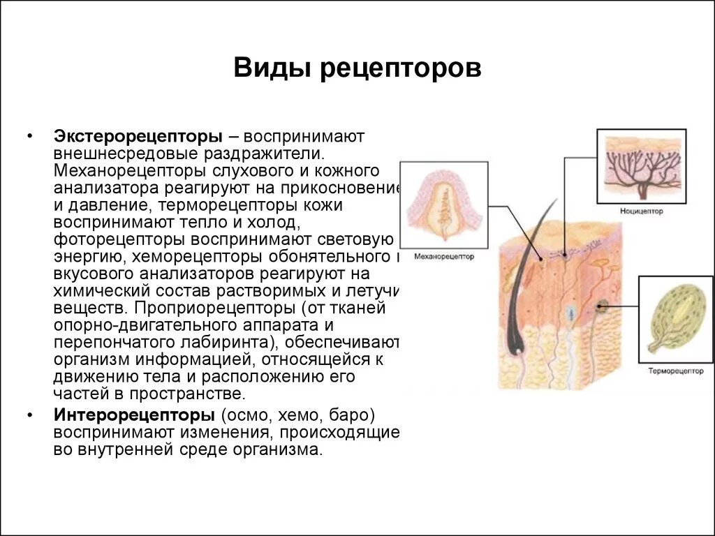 Вид рецептора рецепторов реагирующий на прикосновения. Виды рецепторов кожи. Типы кожных рецепторов. Типы рецепторов в организме человека. Функция холодовых рецепторов кожи