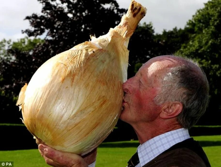 Лук репчатый для мужчин. Лук Питер Глейзбрук рекорд. Самая большая луковица. Самый большой лук. Самый большой лук в мире репчатый.