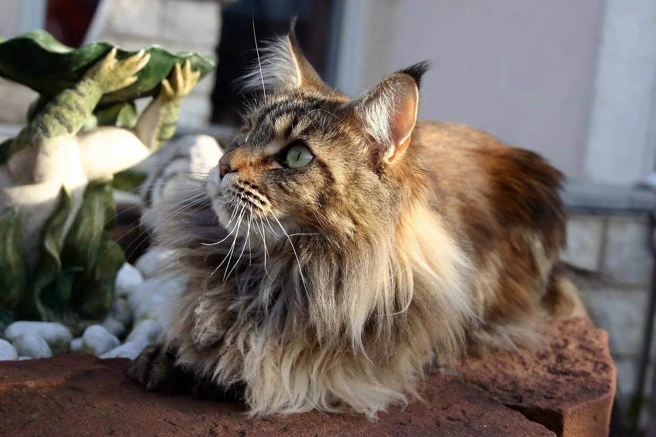 Большой красивый кот