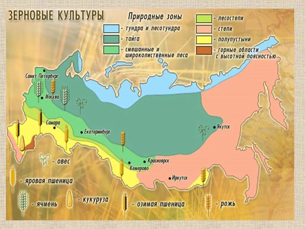 Зерновые культуры России. Зерновые районы России. Зерновые культуры карта. Зерновые культуры природных зон.