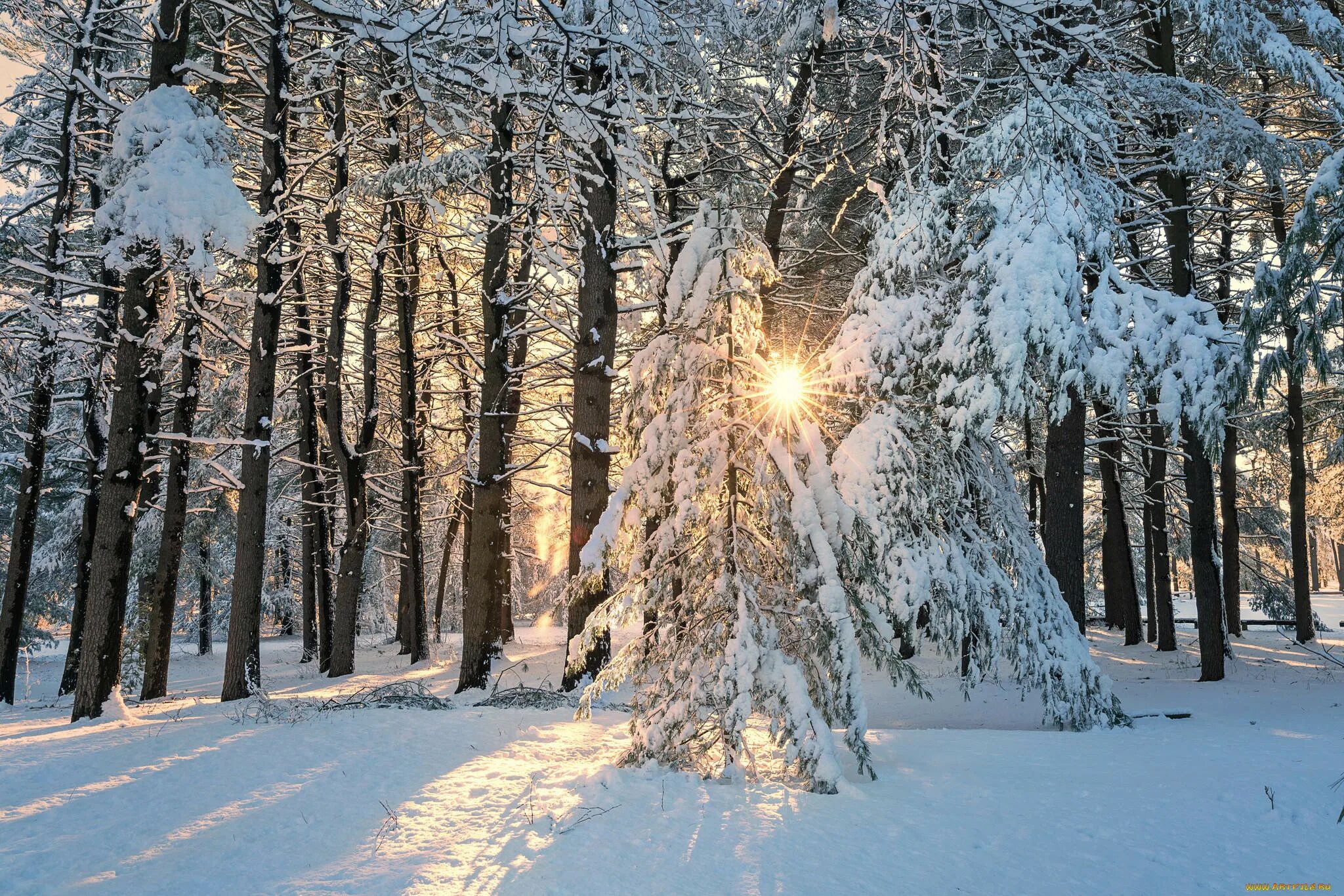 Зимний лес зимой. Зимний лес. Зимой в лесу. Зимний Солнечный лес. Зима лес солнце.