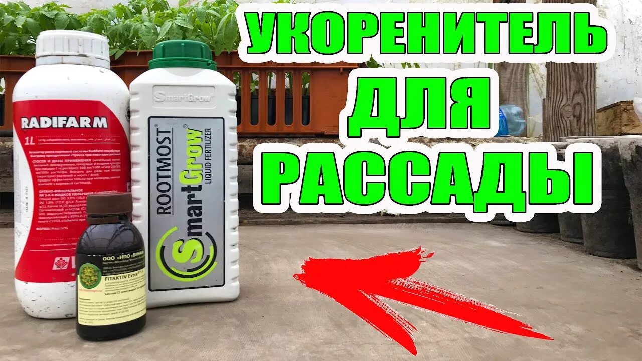 Укоренитель для рассады. Укоренитель для рассады огурцов. Укоренительдля Томанов. Укоренитель для перцев.