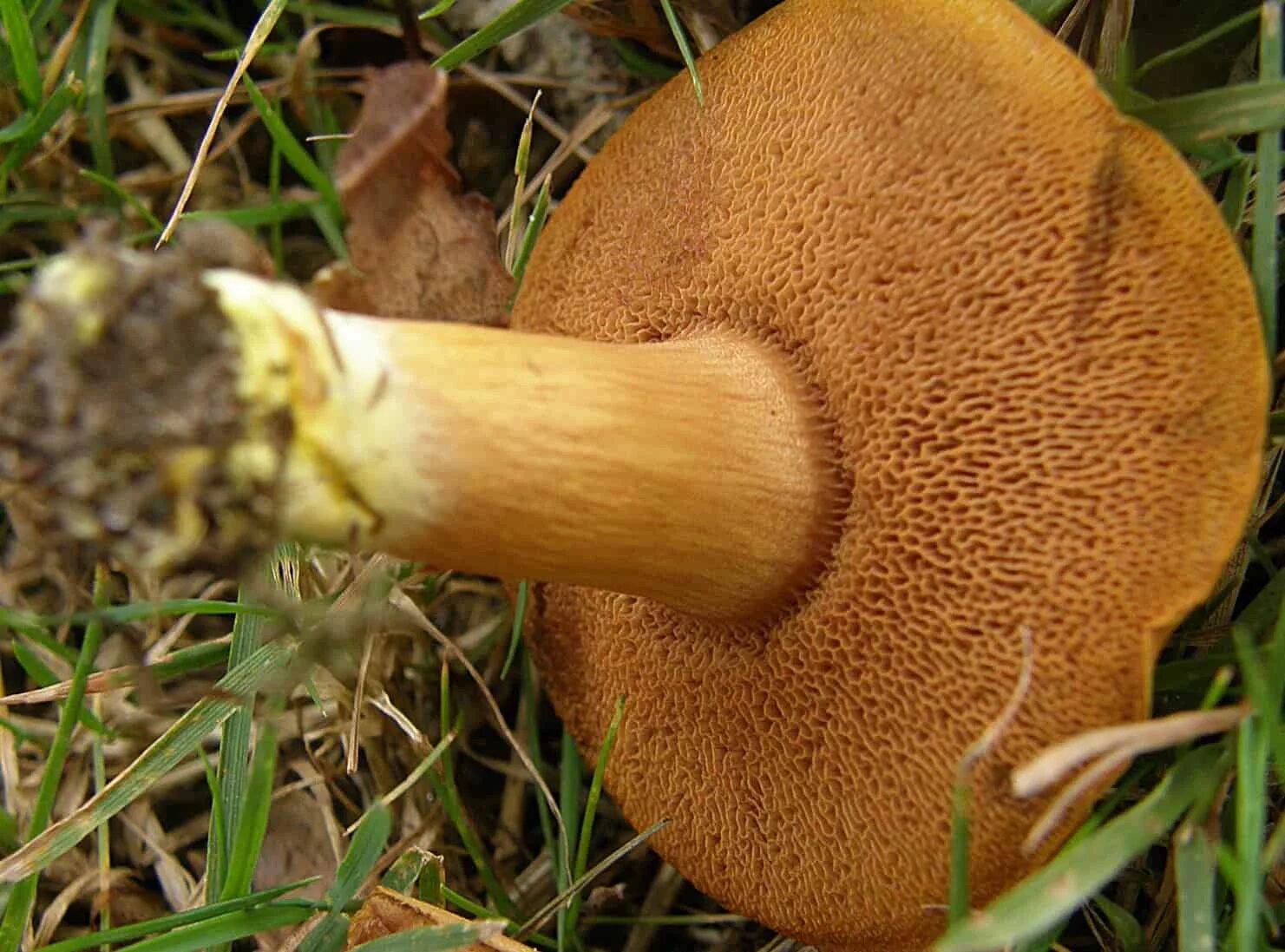 Трубчатые 2 губчатые. Моховик перечный гриб. Моховик масленок перечный гриб. Моховик полузолотистый. Масленок перечный (Chalciporus piperatus).
