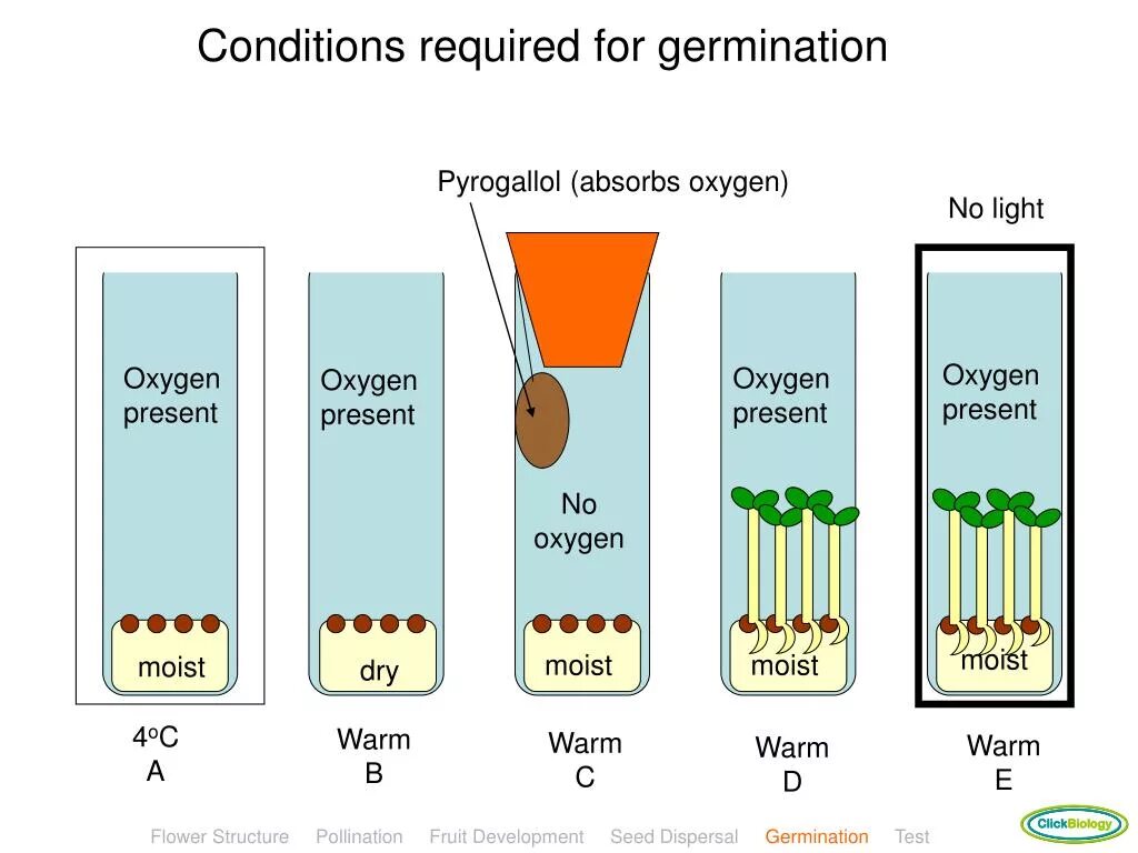 The results of the experiment. Conditions for seed germination. germination rate. oxygen presentation. oxygen formation experiment.