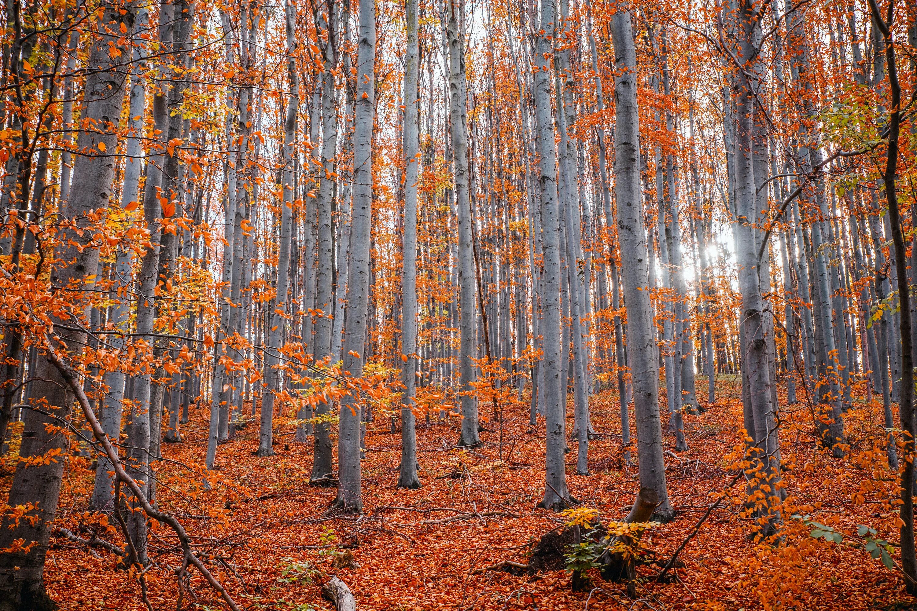 Autumn starts