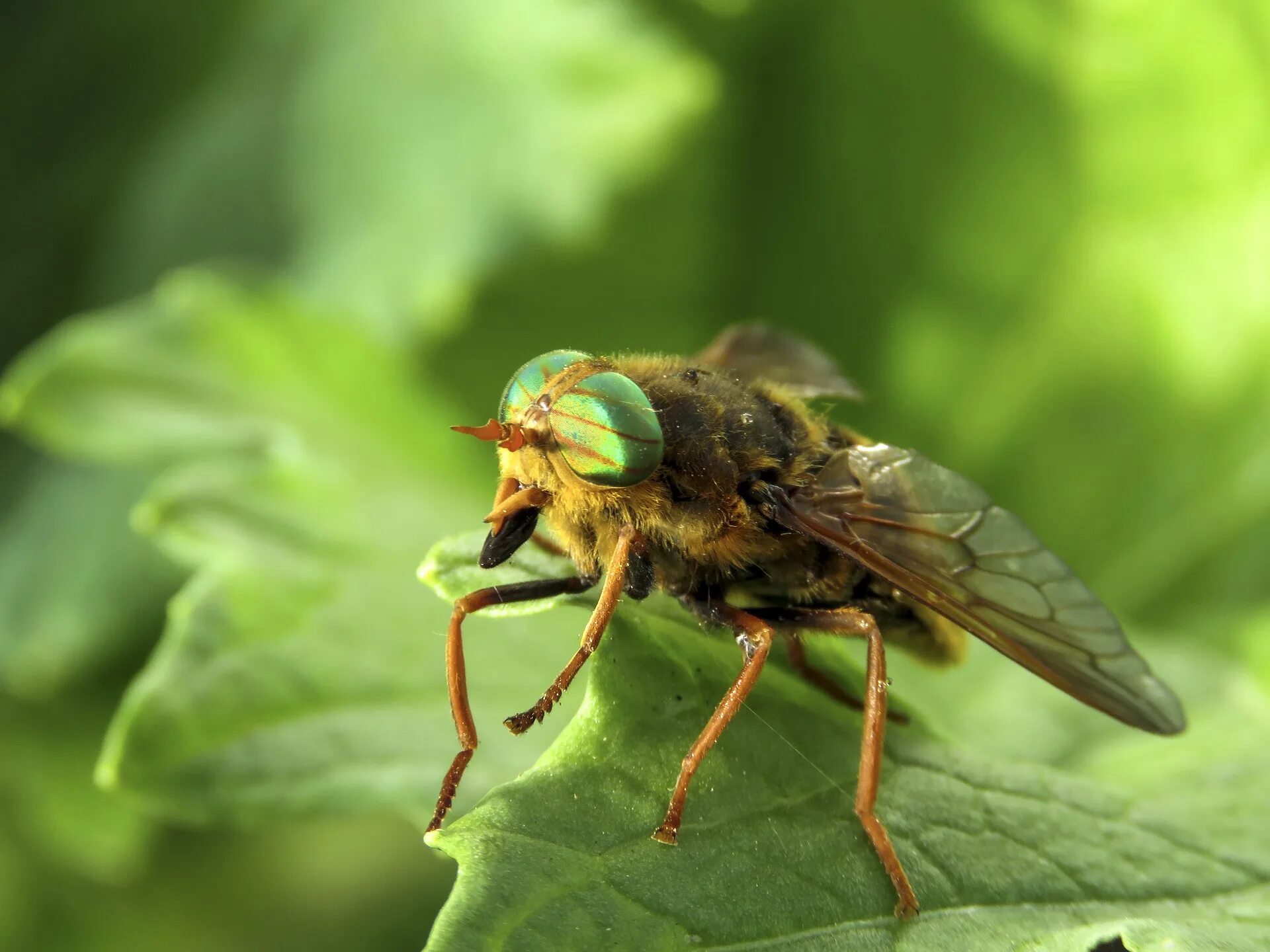 Слепни (Tabanidae). Овод Шершень слепень. Паут Овод слепень. Слепень златоглазик.