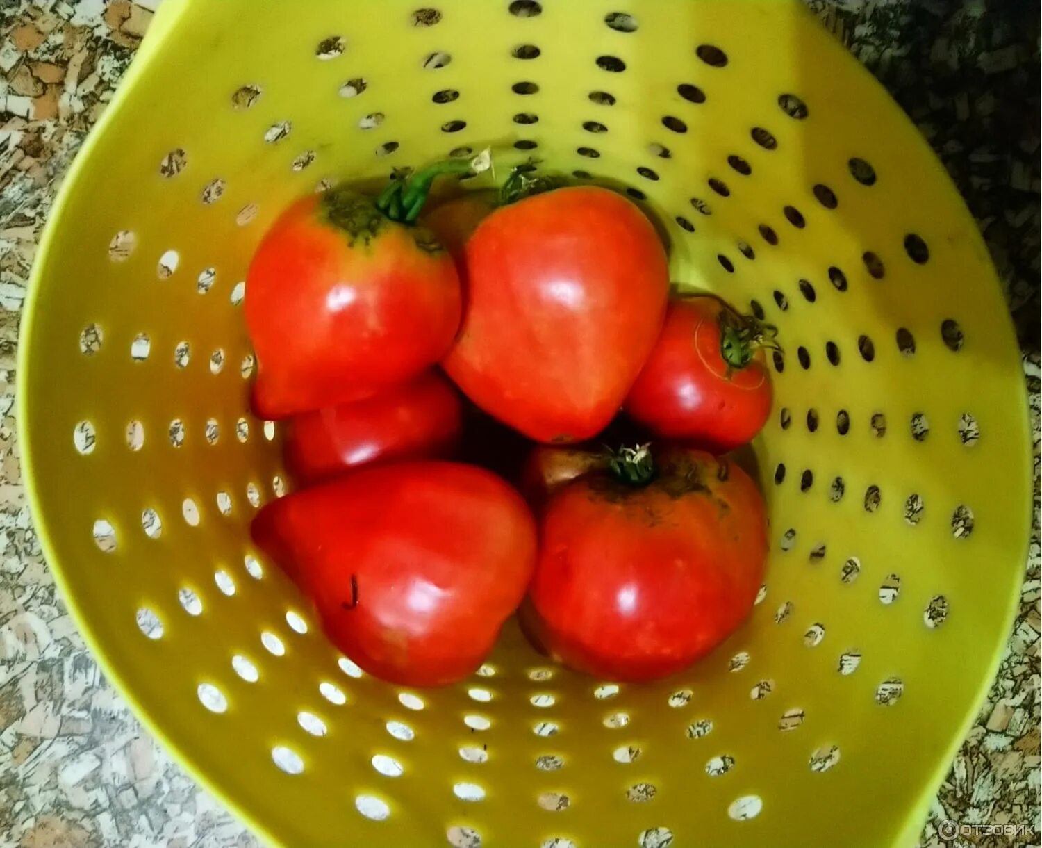 Помидоры девичья. Сорт томата девичья грудь. Сорт помидор девичья грудь. Томат воловье сердце аэлита. Помидор девичья грудь семена.