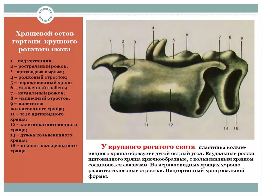 Хрящ теленка. Хрящ теленка. Волокнистая хрящевая ткань гистология. Волокнистый хрящ межпозвоночный диск теленка препарат гистология. Гиалиновый хрящ под микроскопом гистология.