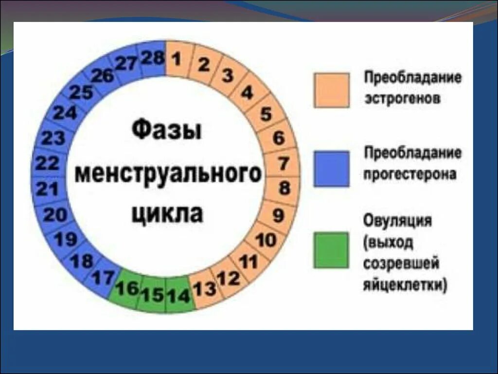 Сколько длятся месячные в 12