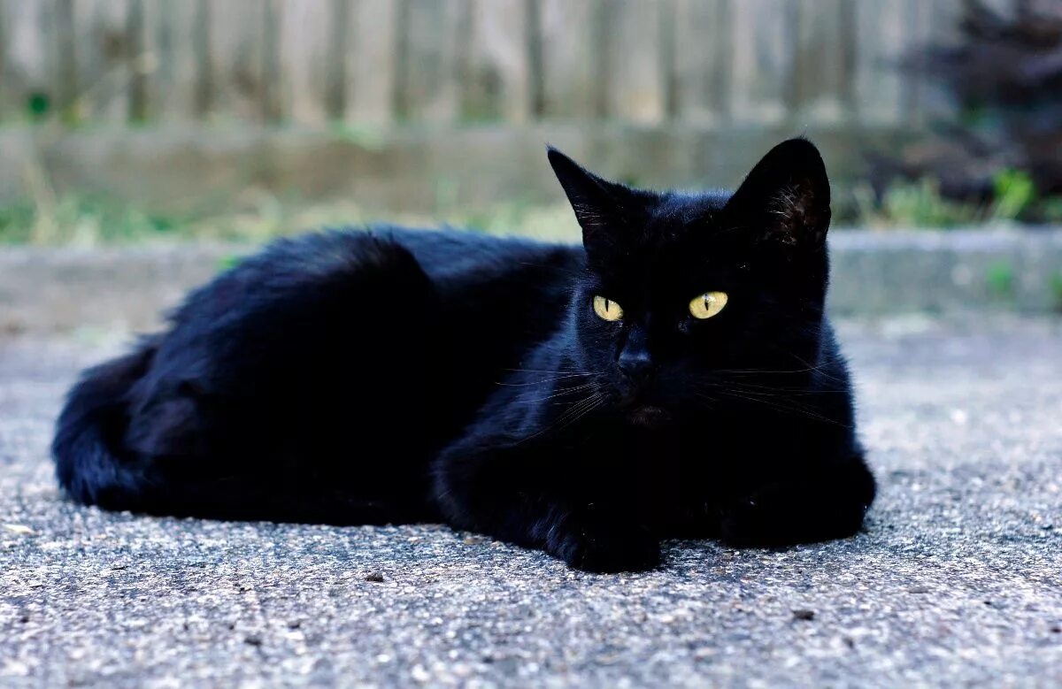 Кет блек кет. Чёрный кот. Красивая черная кошка. Красивые черные коты.