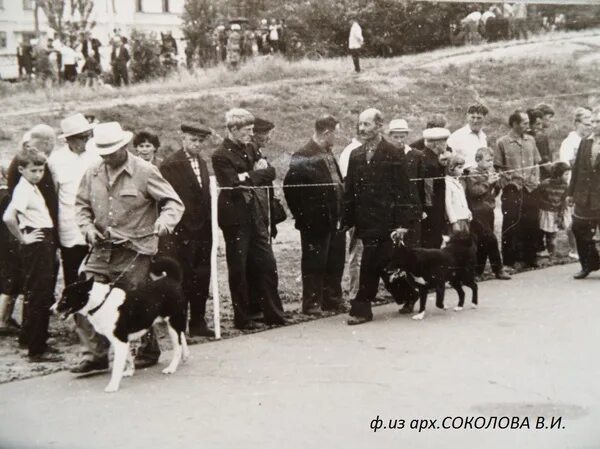 С з гибать. Фотографии 18 зимней выставки Карело финских лаек МООИР В Москве. 19 Зимняя выставка Карело финских лаек МООИР фото. Л А Гибет лайки и охота с ними.