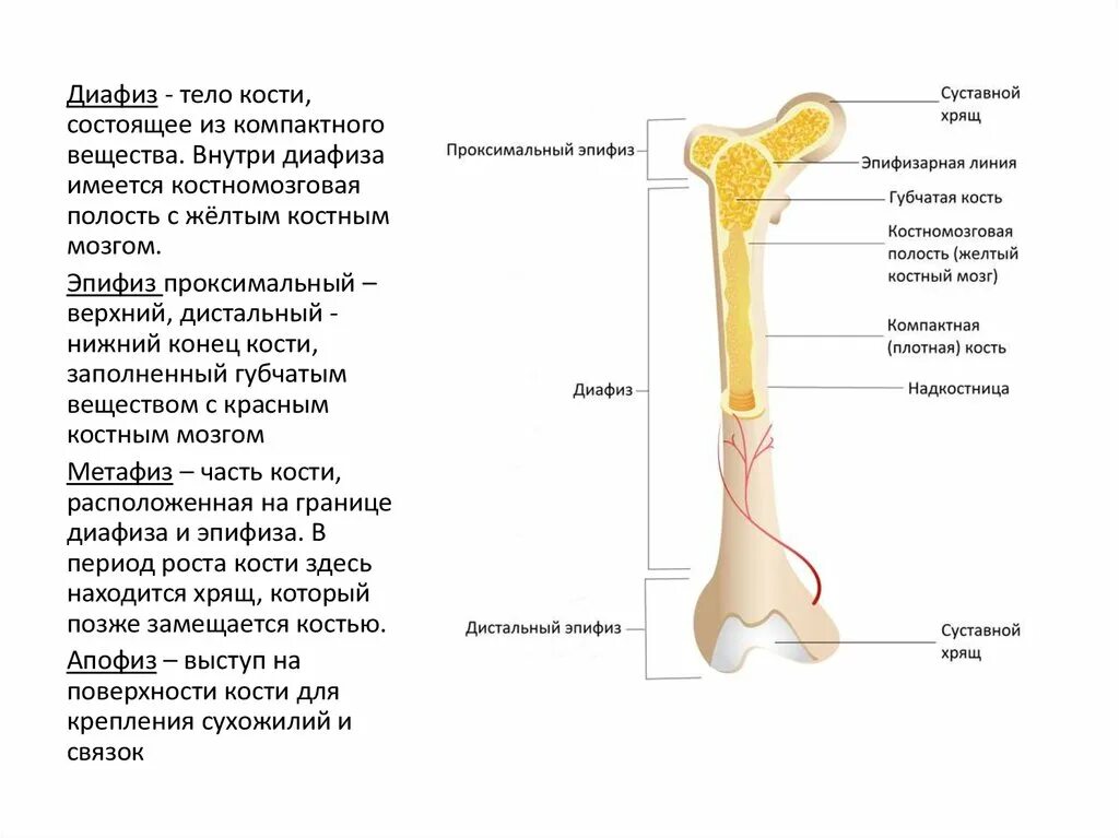 Эпифизы длинных