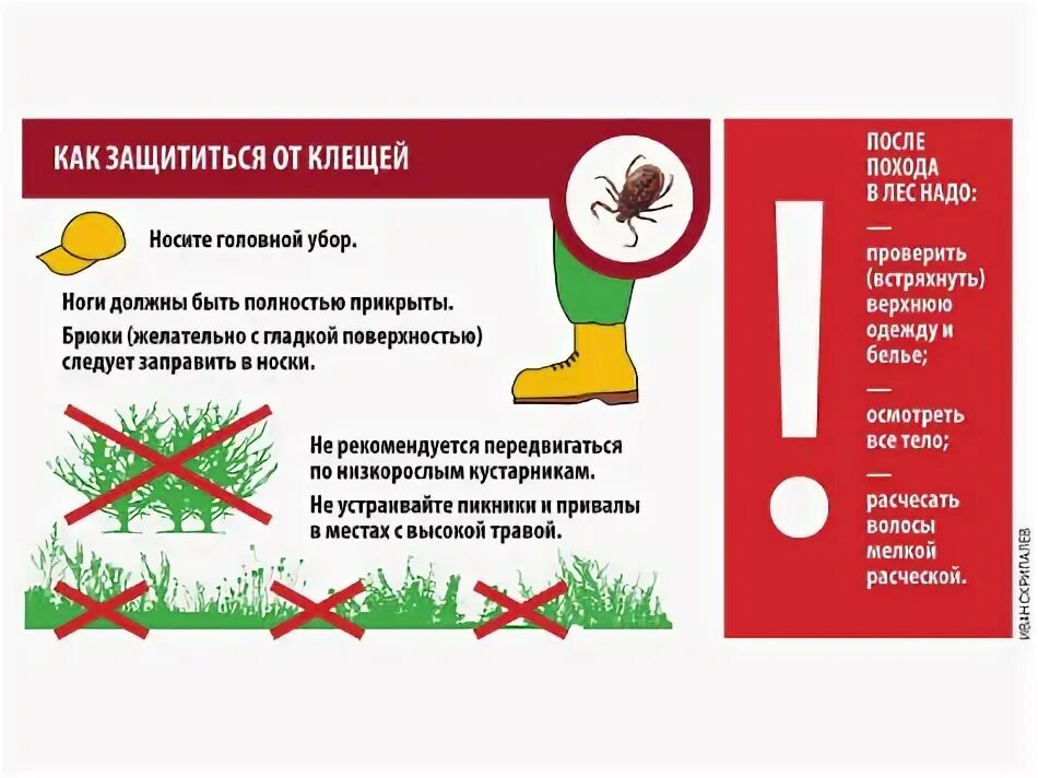 Гвоздика от клещей. Как защититься от клещей. Как обезопаситься от клеща. Как защитсяся от коещей. Как защититься от клещей. Правила.