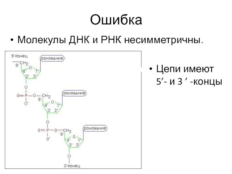 5 3 концы рнк и днк