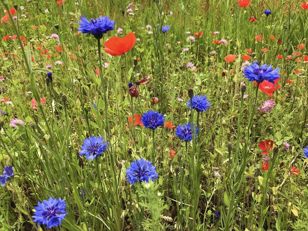 Centaurea cyanus (cornflower). Василек полька фото. Василек полька дот. Василек махровый холодок. Василек полька дот.