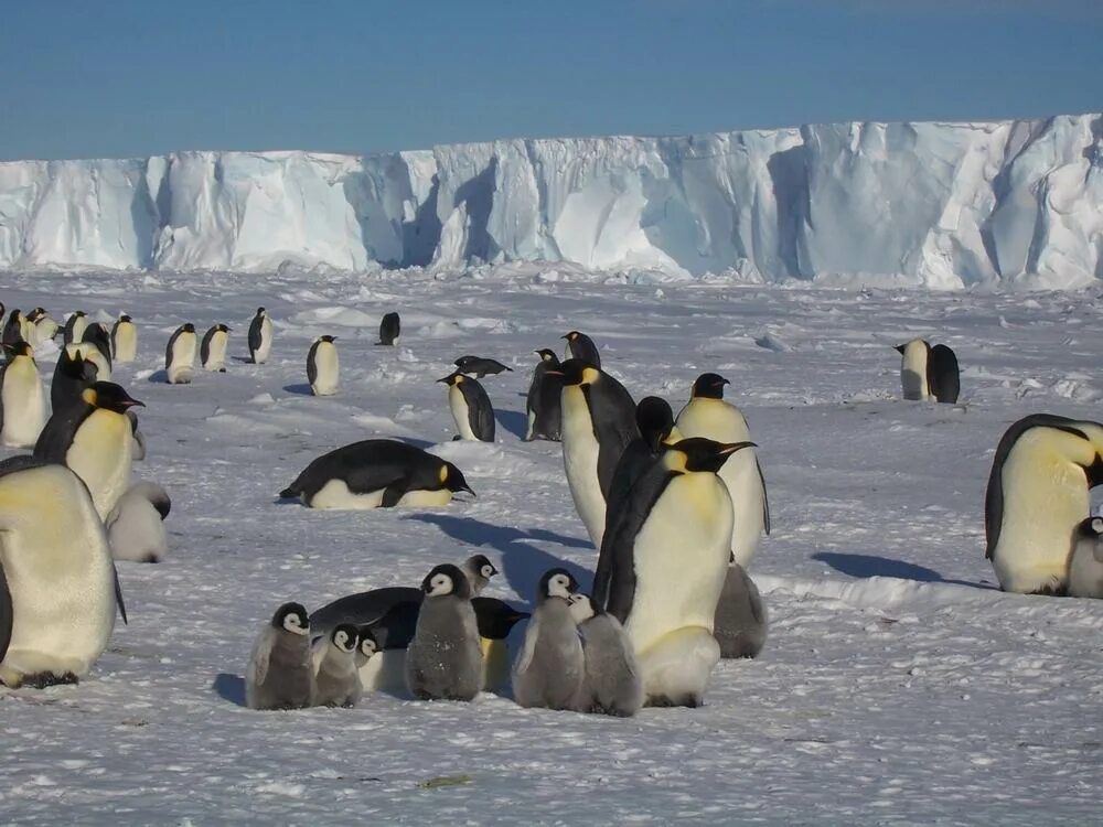 Пингвины живут на южном. Арктика Антарктика Антарктида. Антарктида материк пингвины. Антарктида обитатели Антарктиды. Обитатели Арктики.