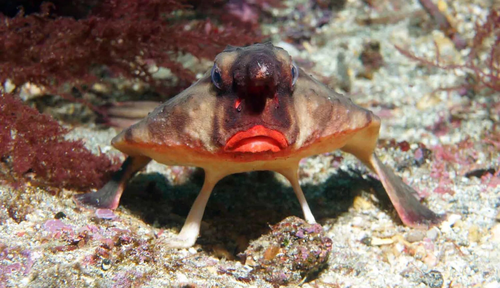 Родич морской