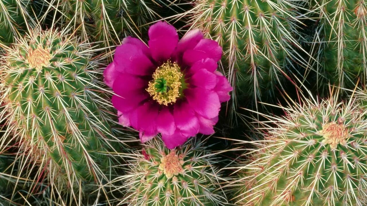 Кактус зацвел. Кактус эхинопсис детки. Кактус зацвел. Echinopsis chamaecereus. Как найти цветок кактуса дота 2.
