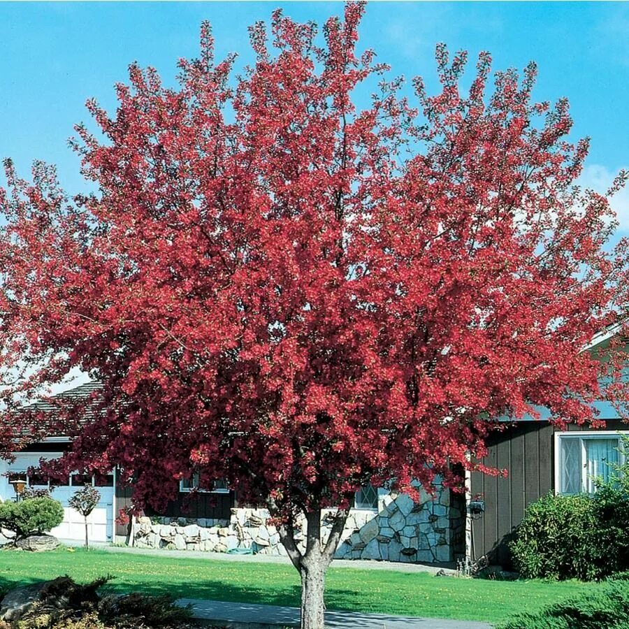 Crab apple tree
