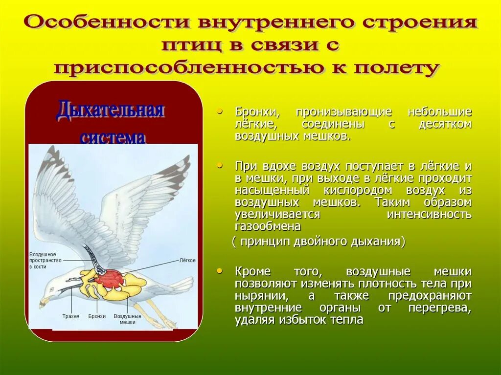 Укажите особенности внутреннего строения птиц. Особенности внутреннего строения птиц. Особенноствнутреннего строения птицы. Особеностивнутрениестроение птиц. Особенности особенности строения птиц.