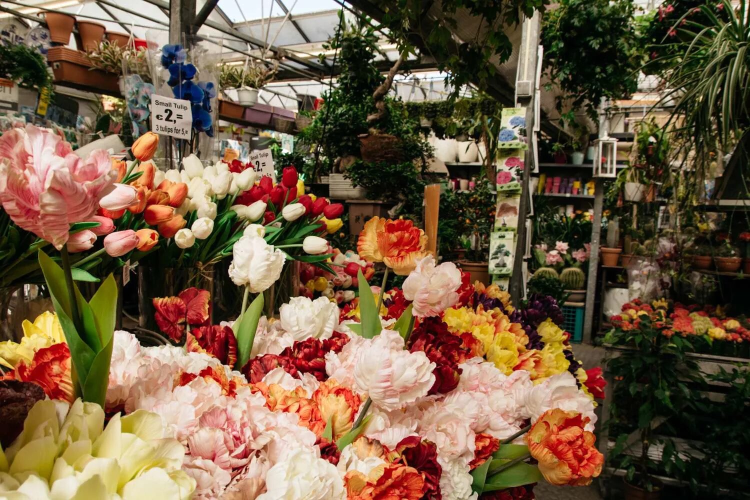 Голландия цветы магазин