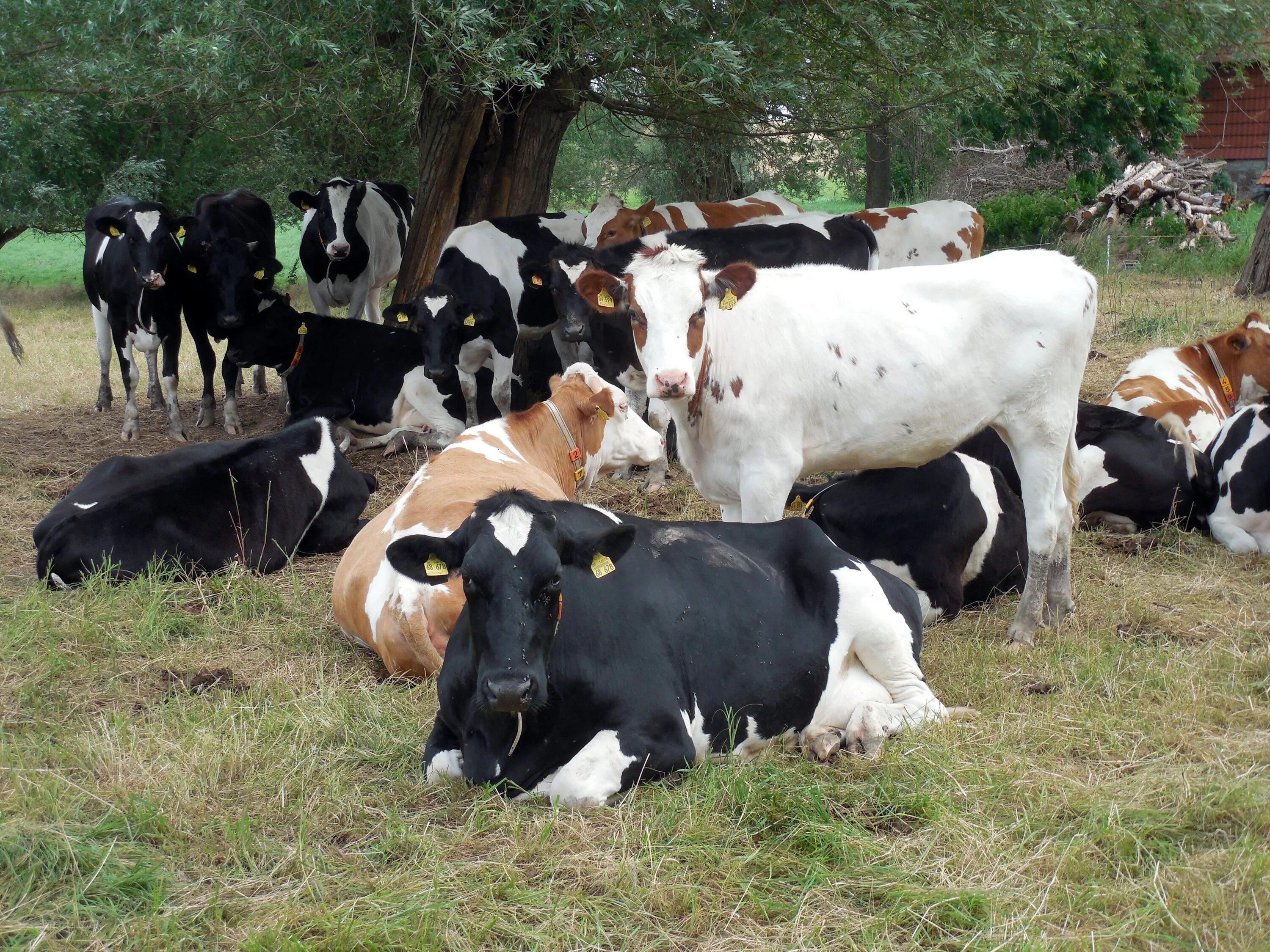 Крупный рогатый скот. Коровы КРС. Группа коров. Коровы на ферме.