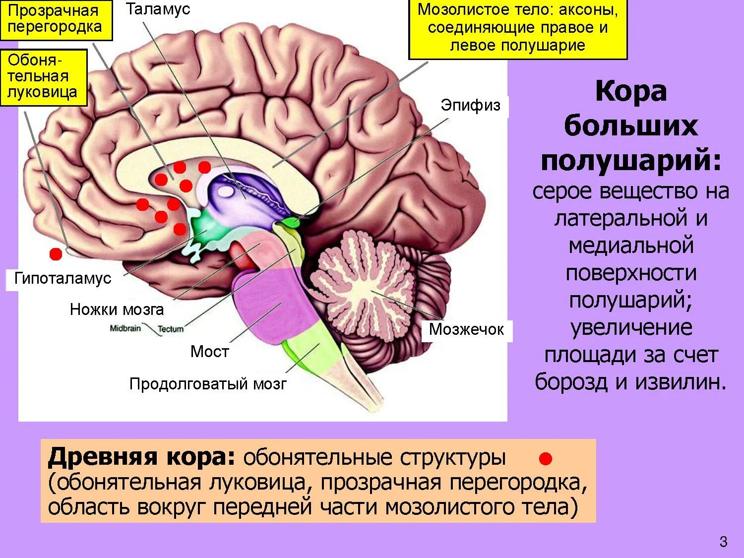 Мозолистое тело конечного мозга функции. Прозрачная перегородка мозга анатомия. Строение мозолистого тела головного мозга. Таламус, гипоталамус, мост, мозжечок, продолговатый мозг.. Древние отделы мозга человека