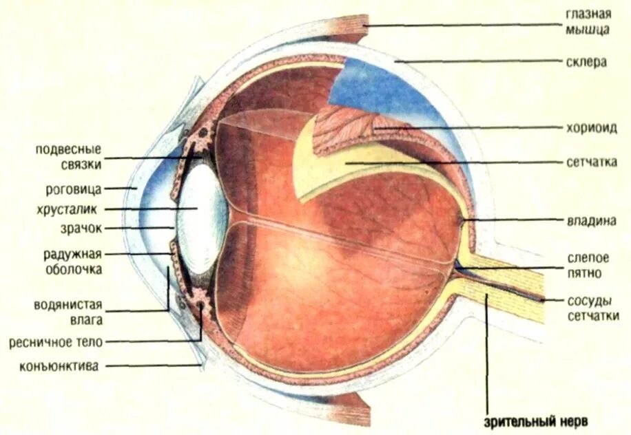 Строение оболочек глазного яблока анатомия. Строение сетчатой оболочки глазного яблока. Строение глаза человека сетчатка глаза. Структура глазного яблока схема. За зрачком в органе зрения человека находится