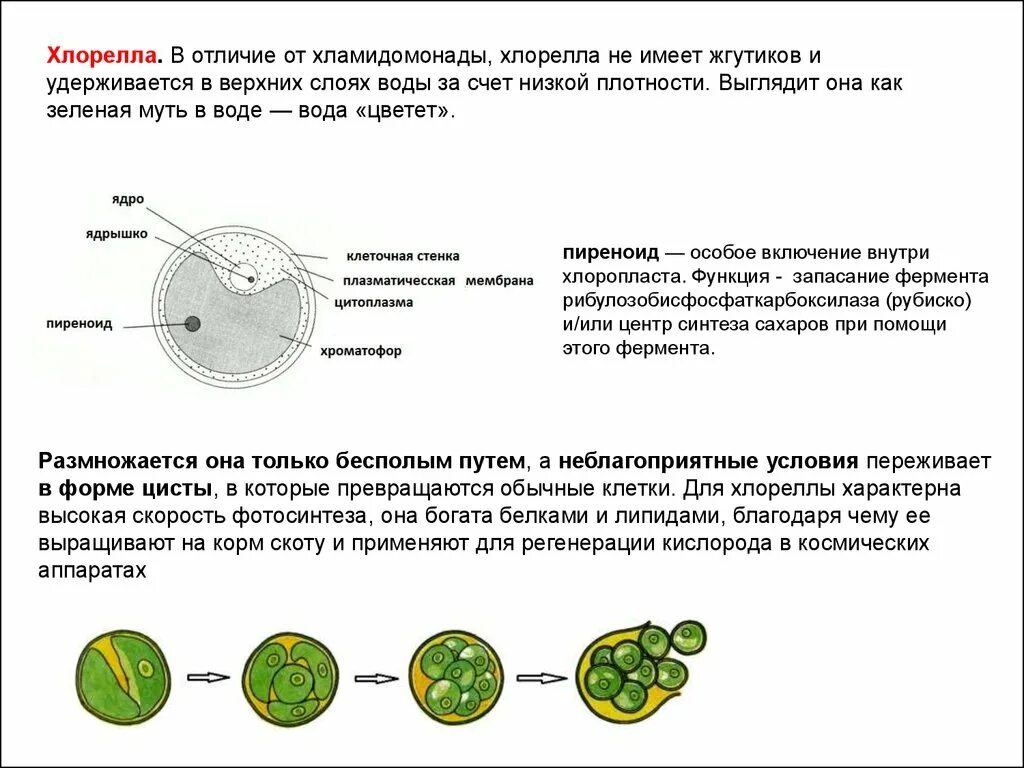 Одноклеточные водоросли произошли. Функции выполняются разными структурами клетки хлореллы. Хлорелла строение клетки. Особенности строения клетки хлорелла. Хлорелла строение и функции органоидов.