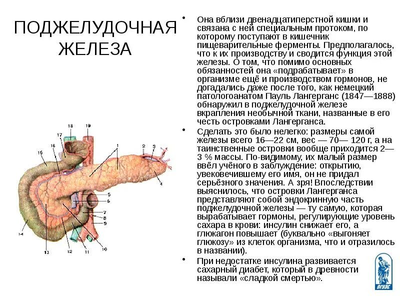 Поджелудочная железа с двенадцатиперстной кишкой. Система выводных протоков поджелудочной железы. Выводной проток поджелудочной железы впадает. Сегментарные протоки поджелудочной железы.