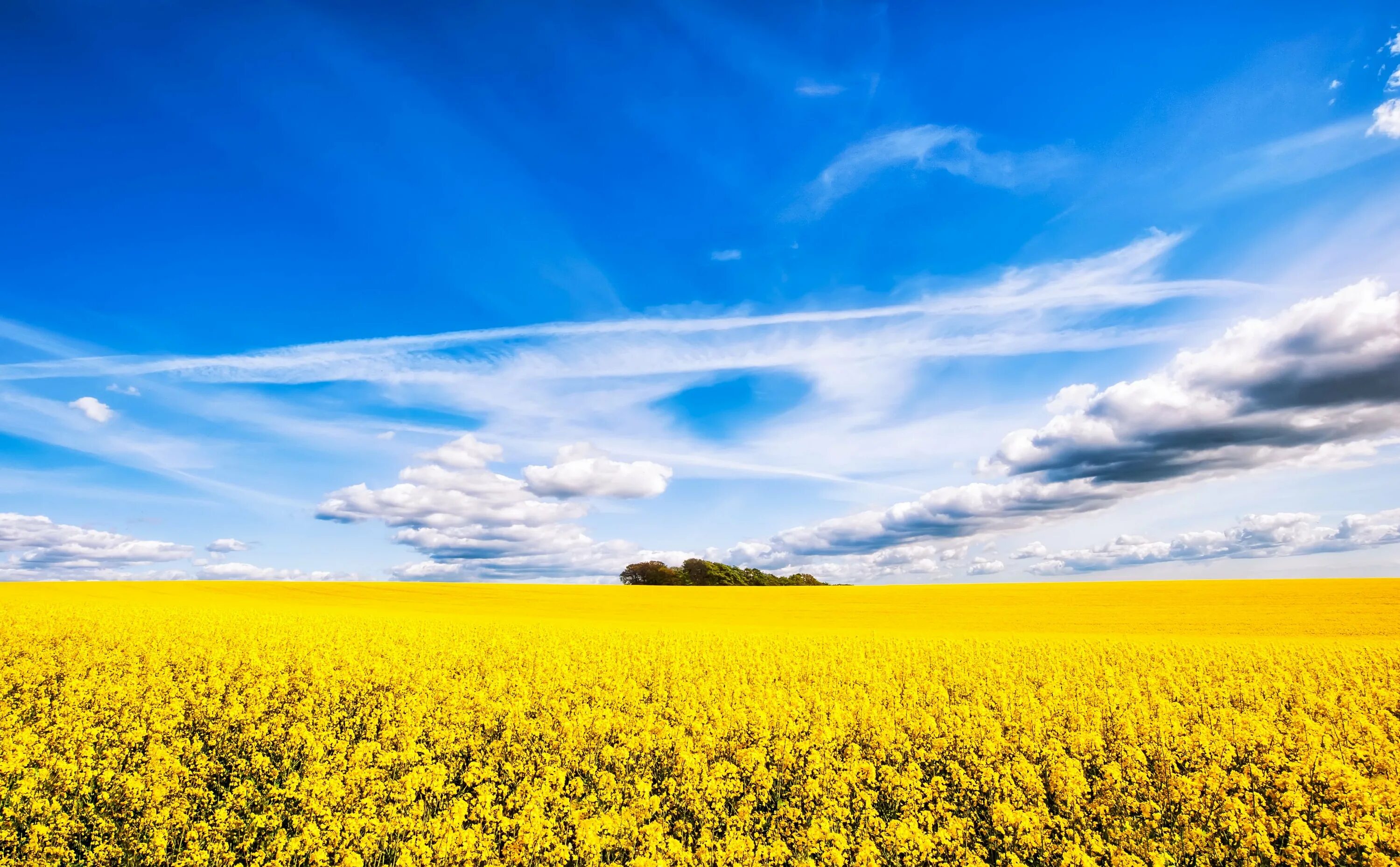 Флаг украины жовто блакитный. Желто синий мир. Цветы лютики голубые. Желто синие цветы. Желто синие цветы.