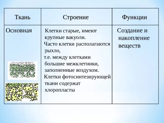 Функции органоидов вакуоль. Функции органоидов вакуоль