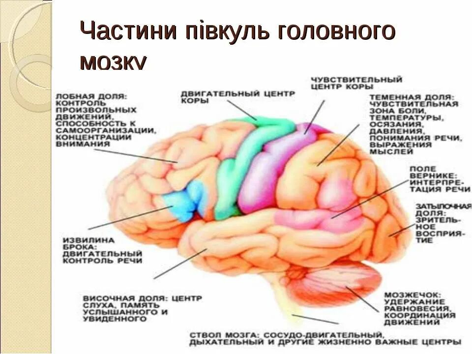 Речевые расстройства при моторной алалии. Речь при поражении коры головного мозга. Моторная алалия локализация поражения. Алалия вернике брока. Речь при поражении коры головного мозга.