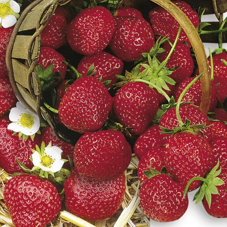 Маре де буа сорт клубники. Маре де буа сорт клубники