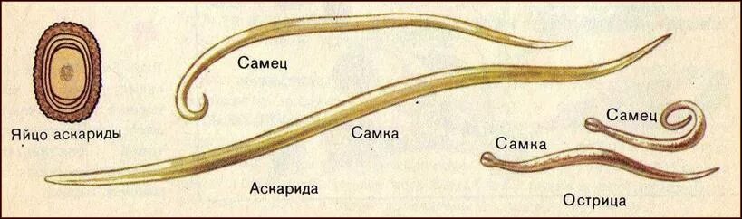 Круглые черви аскарида человеческая. Острица самка и самец яйца. Нематода человеческая аскарида.