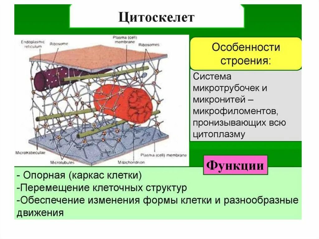 Цитоскелет на рисунке клетки. Строение и функции цитоскелета. Цитоскелет микрофиламенты. Цитоскелет строение и функции. Цитоскелет эукариот строение.