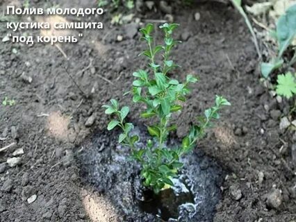 Как поливать самшит