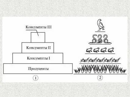 Рыбы консументы 1 порядка