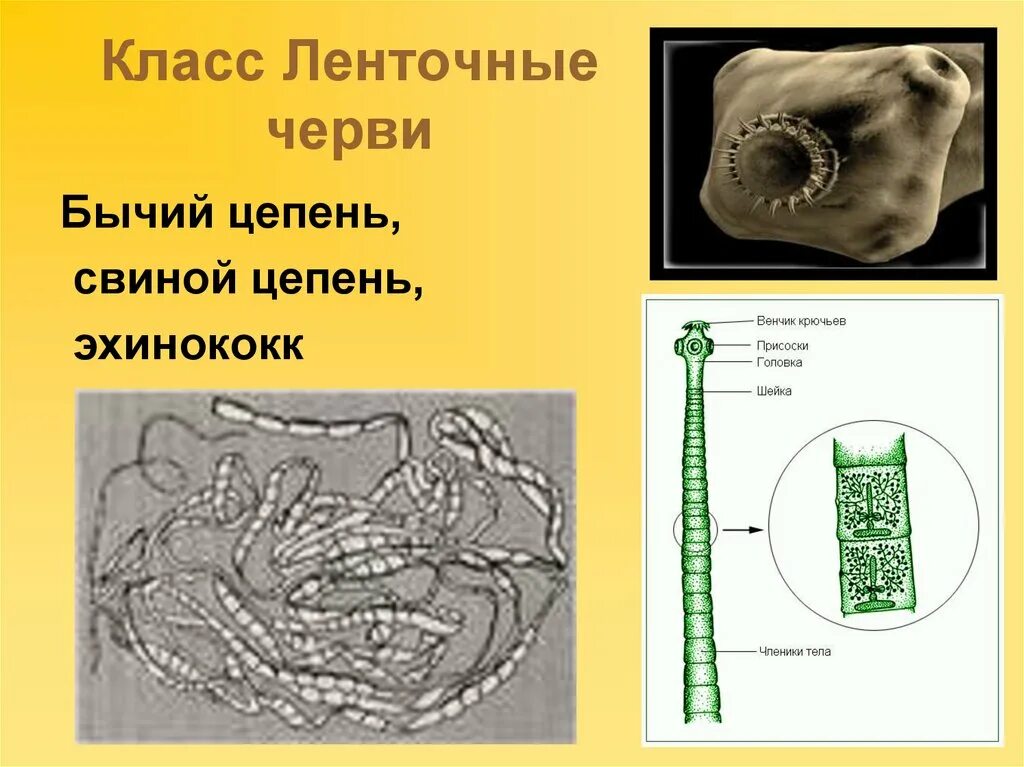 Цепень тип червей. Ленточный червь бычьего цепня. Ленточный червь цепень. Ленточные черви эхинококк. Ленточные черви бычий цепень.