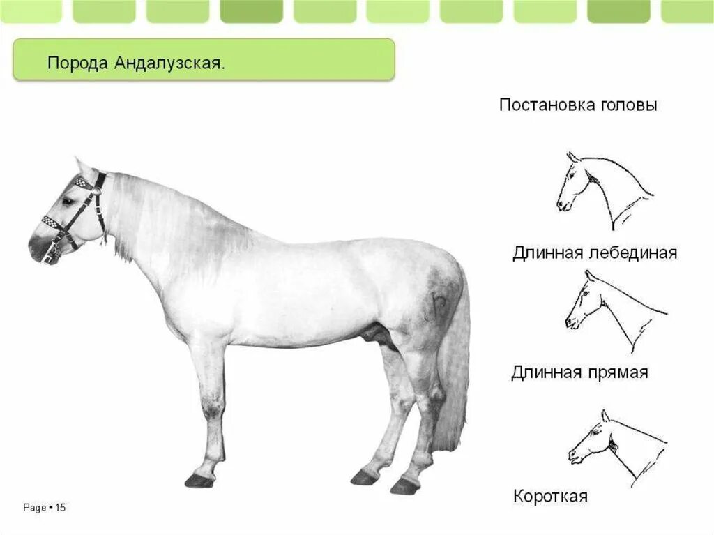 Длинная прямая шея у лошади