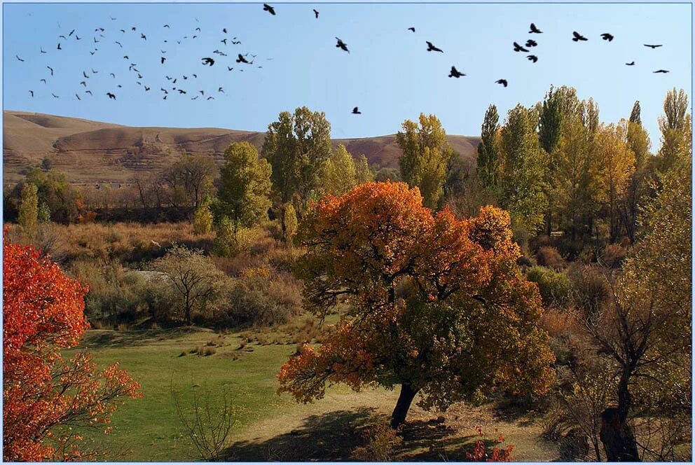 Дерево с улетающими птицами. Журавли осенью. Птицы осенью. Осень птицы улетают. Осенний пейзаж с журавлями.