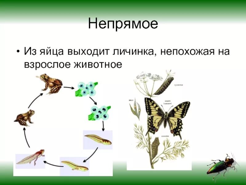 Стадии непрямого развития. Непрямое с метаморфозом. Превращение насекомых прямое и Непрямое. Прямое и Непрямое развитие насекомых.