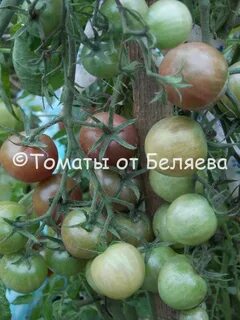Томат вишня в шоколаде